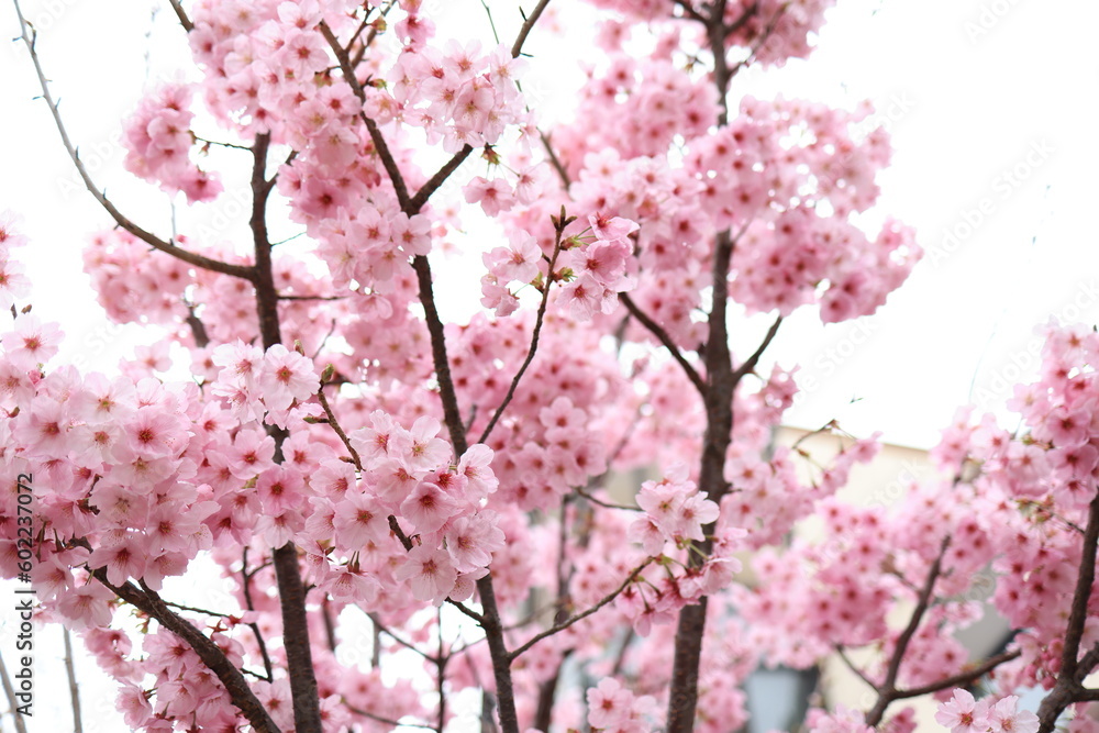 日本　自然風景　桜