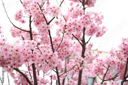 日本　自然風景　桜