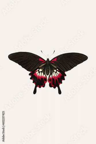 Classic Rendition of a Great Dusky Butterfly