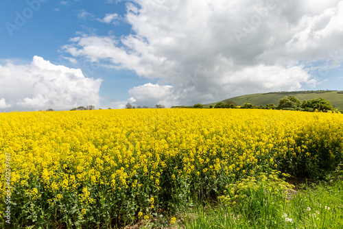A field of oilseed rape crops in the South Downs on a sunny spring day