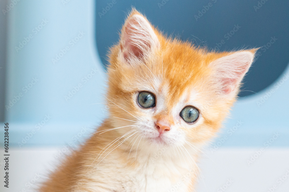 a yellow cute cat playing a yellow cute cat playing