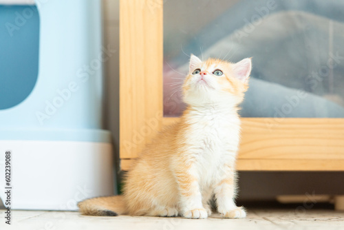 a yellow cute cat playing