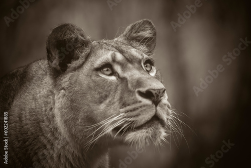 The lion of Berber predator face nad dangerous sight. © Jiří Fejkl