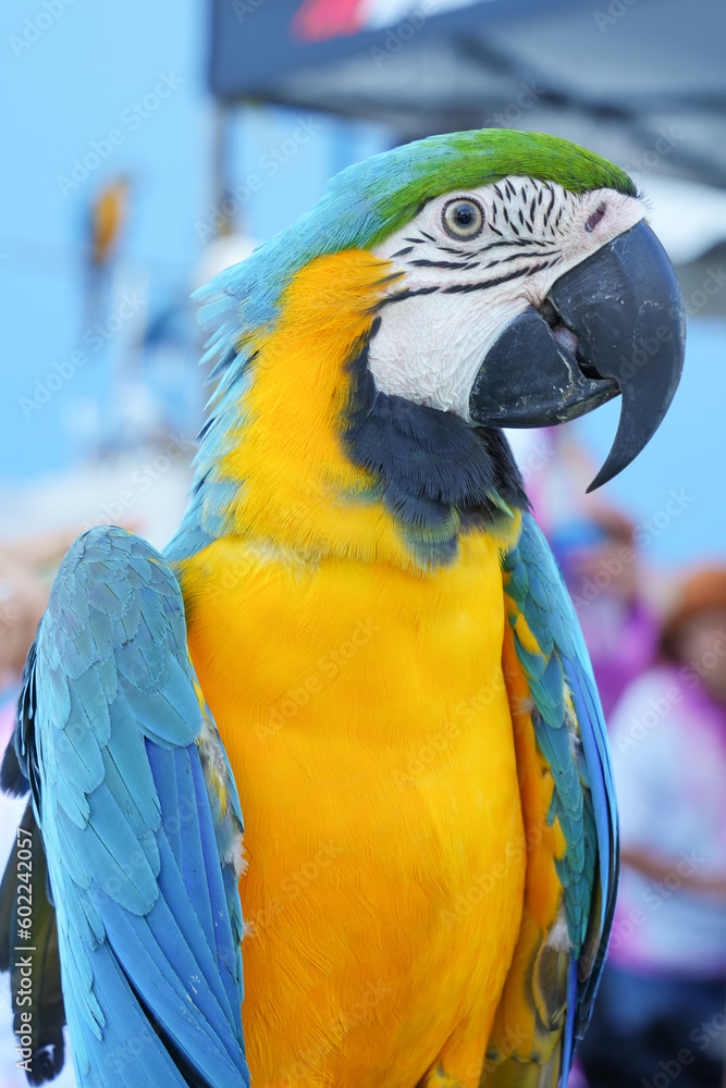 Fototapeta premium close up Blue and yellow macaw with green background.
