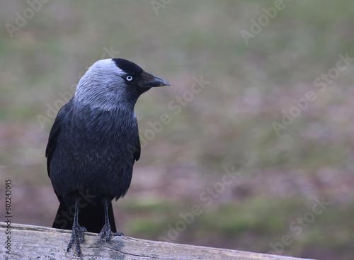 Photography Jackdaw