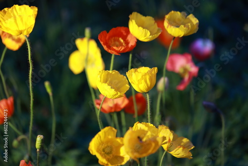 yellow and red poppy on the field at night