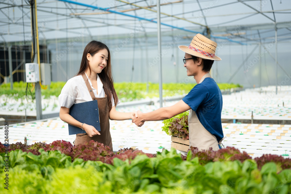 Man and woman working on lettuce plantation in farm using tablet and laptop in the greenhouse.. Man and woman working on lettuce plantation in farm using tablet and laptop in the greenhouse..