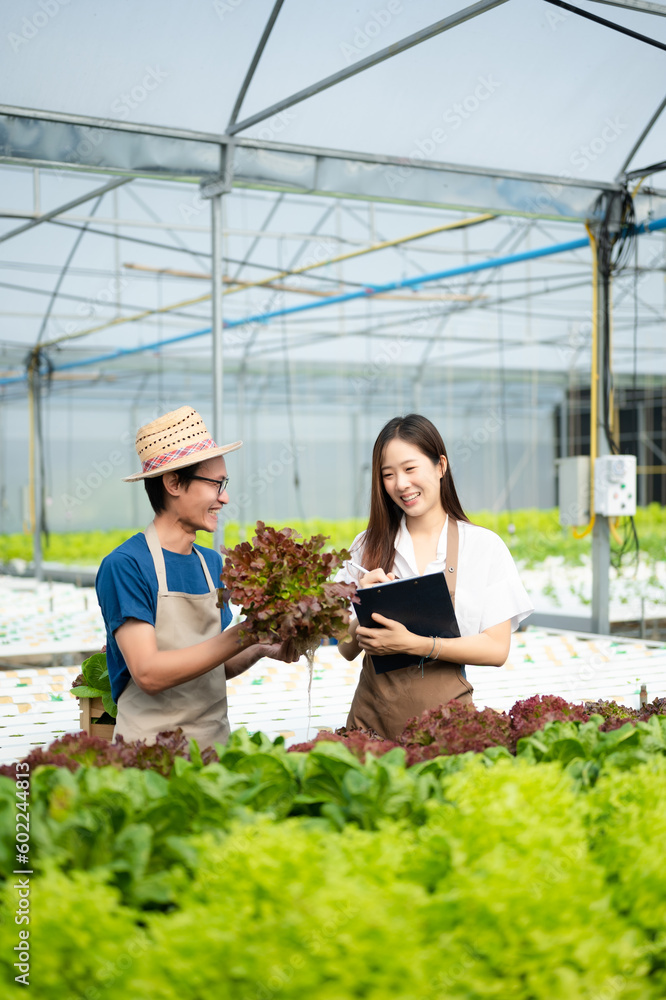 Man and woman working on lettuce plantation in farm using tablet and laptop in the greenhouse.. Man and woman working on lettuce plantation in farm using tablet and laptop in the greenhouse..