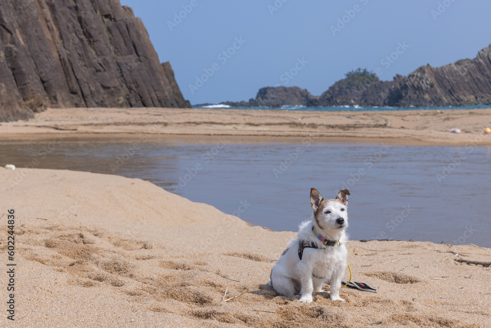 砂浜に座る犬