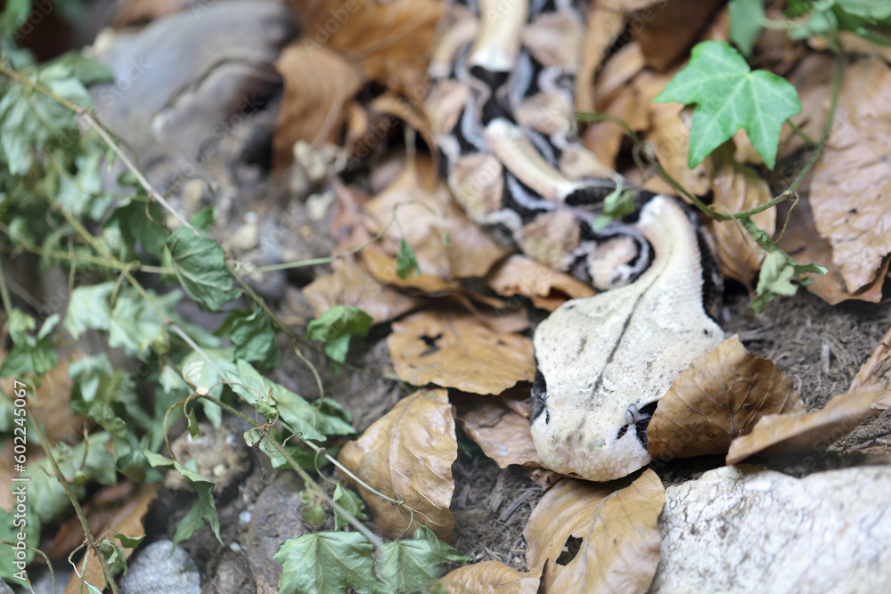 Östliche Gabunviper / Gaboon viper / Bitis gabonica Östliche Gabunviper / Gaboon viper / Bitis gabonica