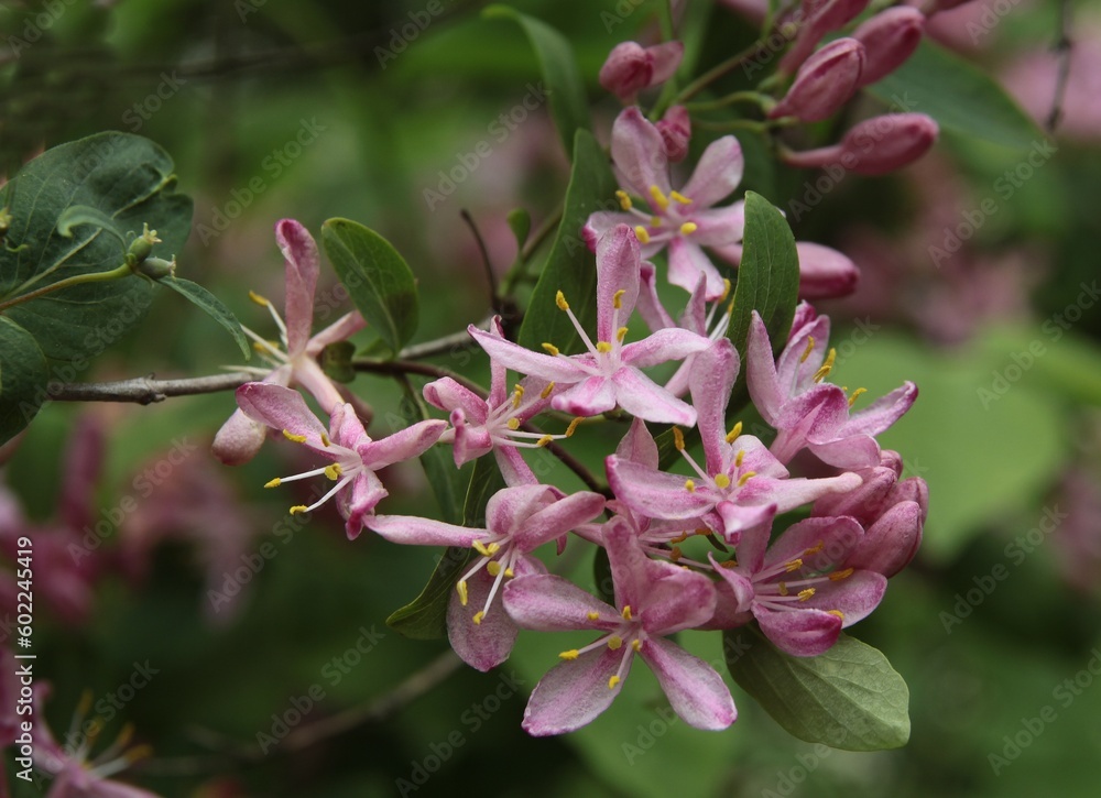 Fototapeta premium Lonicera tatarica bush with pink flowers at spring