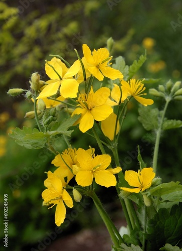 yellow flowers of celandine-chelidonium maius wild plant,herb close up photo