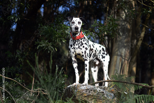 Dalmatian dog with red collar posing sitting surrounded by green nature  flowers and trees