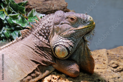 Gr  ner Leguan   Green iguana   Iguana iguana