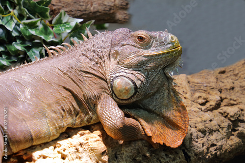 Fototapeta Naklejka Na Ścianę i Meble -  Grüner Leguan / Green iguana / Iguana iguana