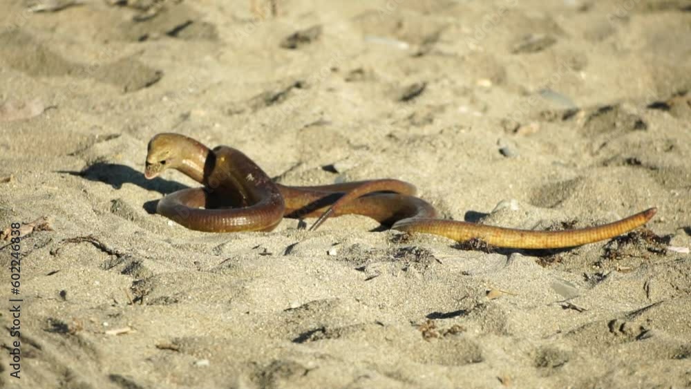 two big snakes on the sand, coiling and biting in a fight. Pseudopus ...