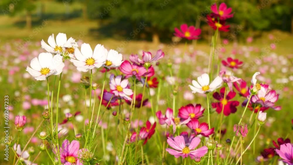 colorful cosmos flowers in garden blowing in the wind during sunset with blurry flowers background. Floral meadow in nature. Beautiful springtime like dream, peaceful and relax environment. colorful cosmos flowers in garden blowing in the wind during sunset with blurry flowers background. Floral meadow in nature. Beautiful springtime like dream, peaceful and relax environment.