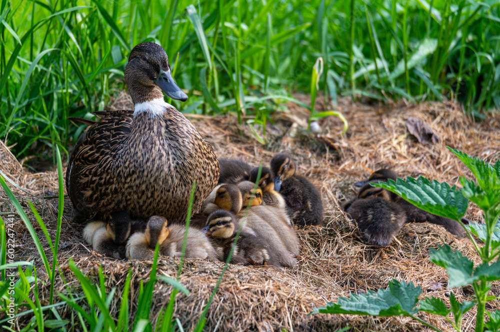 A mother duck is with her chicks in a meadow