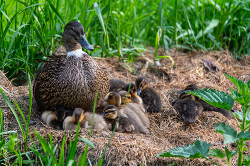 Obraz na płótnie A mother duck is with her chicks in a meadow w salonie