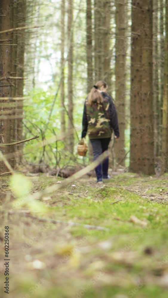 Watching the young woman in the woods because of the tree. Collects mushrooms. Vertical video. Watching the young woman in the woods because of the tree. Collects mushrooms. Vertical video.