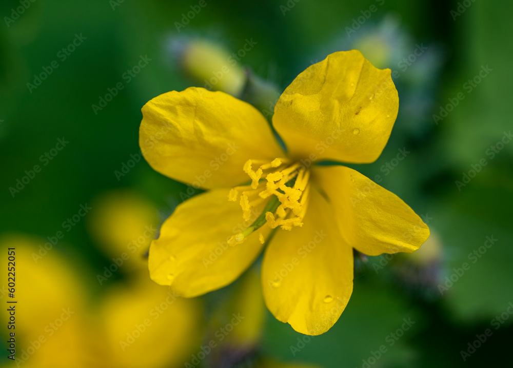 Detail of yellow flower of the Mentzelia affinis plant Detail of yellow flower of the Mentzelia affinis plant