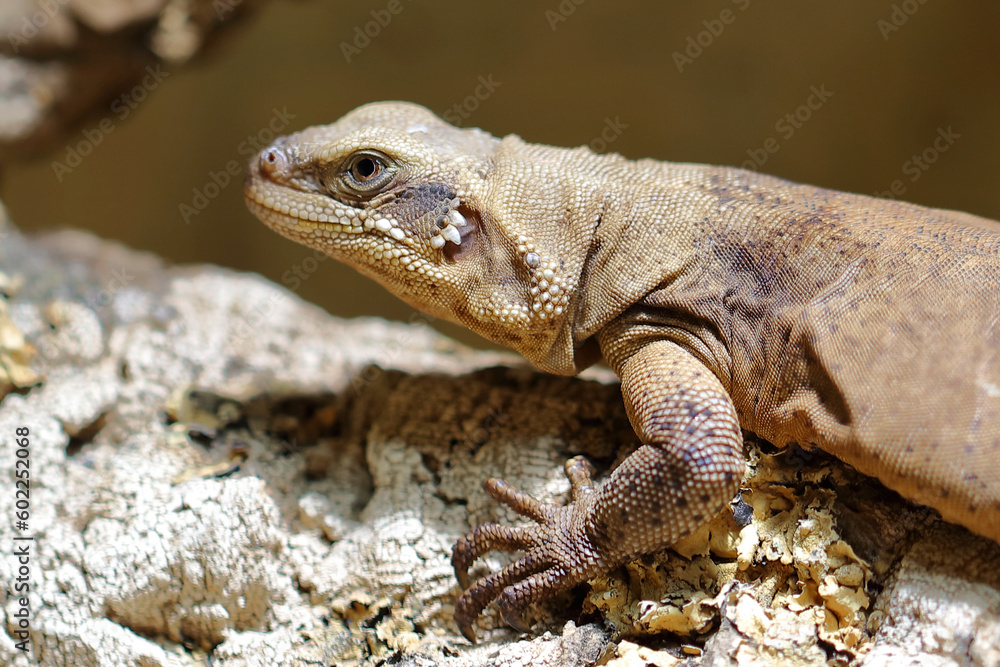 Fototapeta premium Chuckwalla / Common chuckwalla / Sauromalus ater