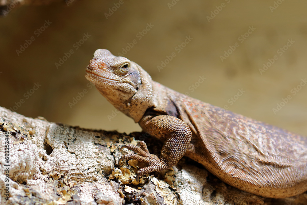 Obraz premium Chuckwalla / Common chuckwalla / Sauromalus ater