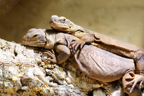 Chuckwalla   Common chuckwalla   Sauromalus ater