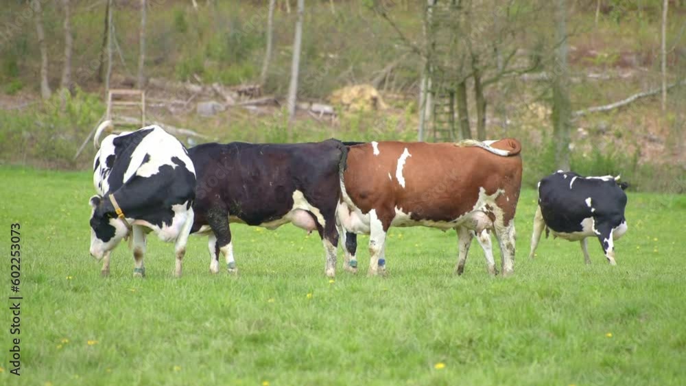 Herd of brown and black Fleckvieh cattle on a pasture, cows grazing in a field in the rural countryside
Herd of brown and black Fleckvieh cattle on a pasture, cows grazing in a field in the rural countryside