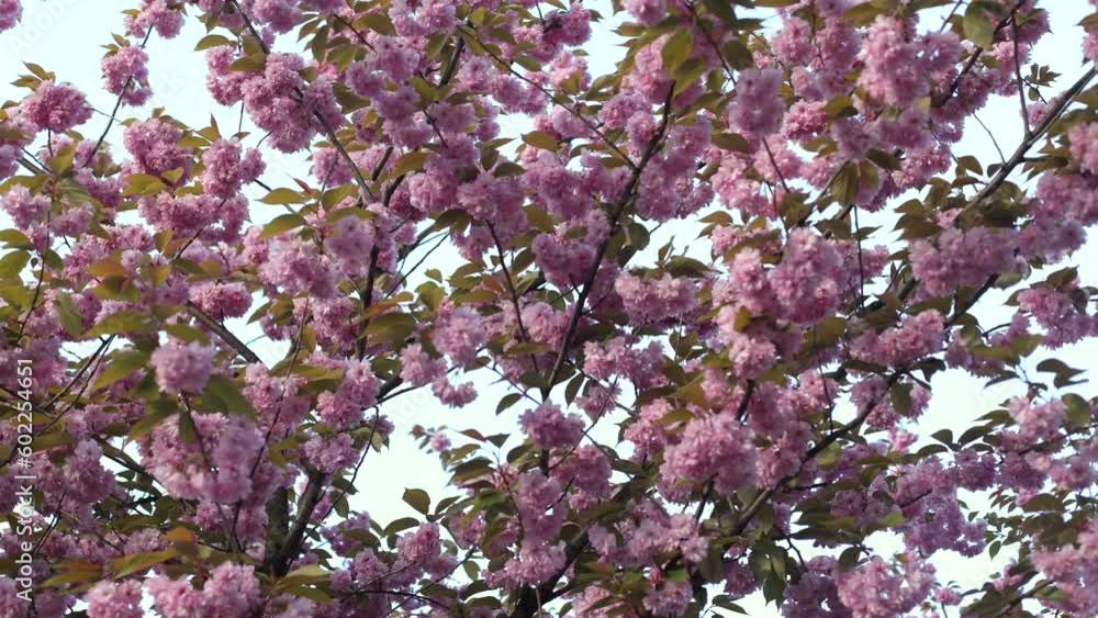 Sakura tree. Spring flowering time. Trees in the city. City park Sakura tree. Spring flowering time. Trees in the city. City park
