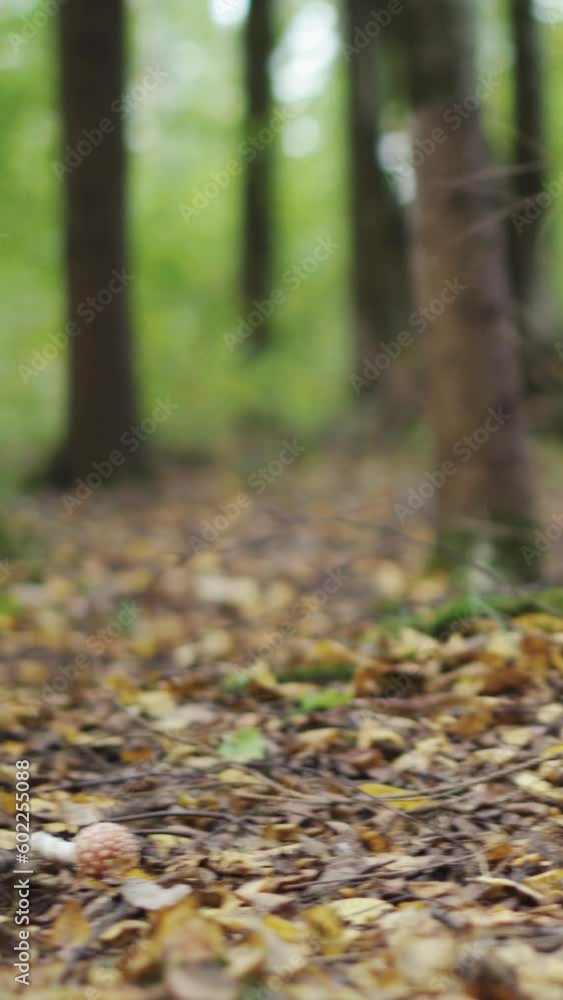 A young woman in boots steps on a mushroom in a sunny forest, close-up. Vertical video. A young woman in boots steps on a mushroom in a sunny forest, close-up. Vertical video.
