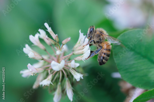 蜜を求めた活発に活動するミツバチ © Gottchin Nao
