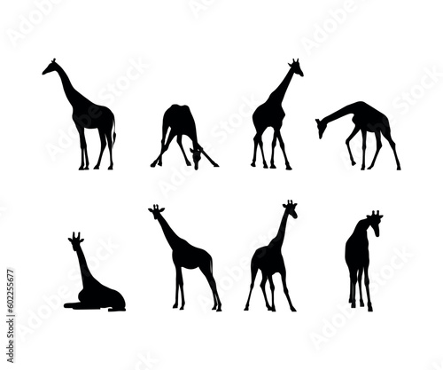 Collection of giraffe vector silhouettes isolated on a white background