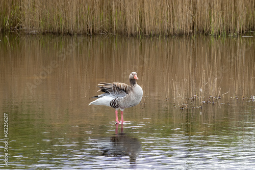 Greylag goose, Anser anser, standing in shallow water of pond in nature reserve Zanderij Crailo, Hilversum, Netherlands