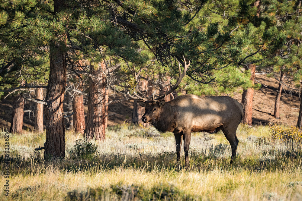 Fototapeta premium big elk in forest of rocky mountains during sunset