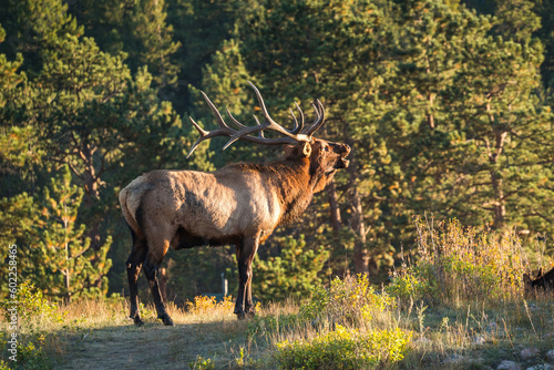 elk roars in the rocky mountains forest © Denis Feldmann