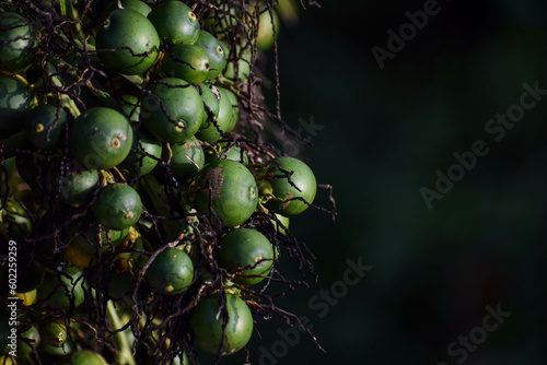 green supari  photo