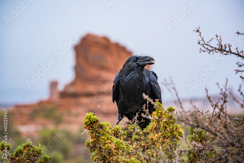 crow eating in a bush at arches nationalpark utah