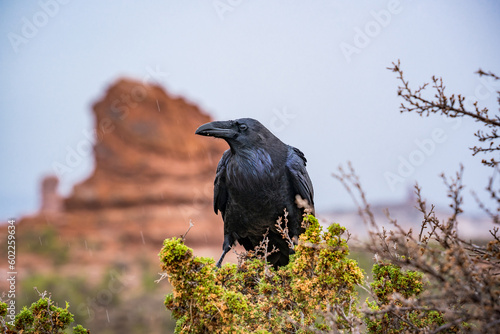 wildlife crow sitting in bush at arches nationalpark utah