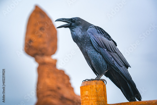 crow with balanced rock at arches nationalpark utah