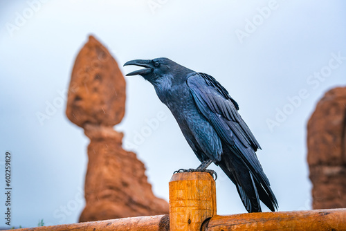 crow in front of balanced rock at arches nationalpark utah