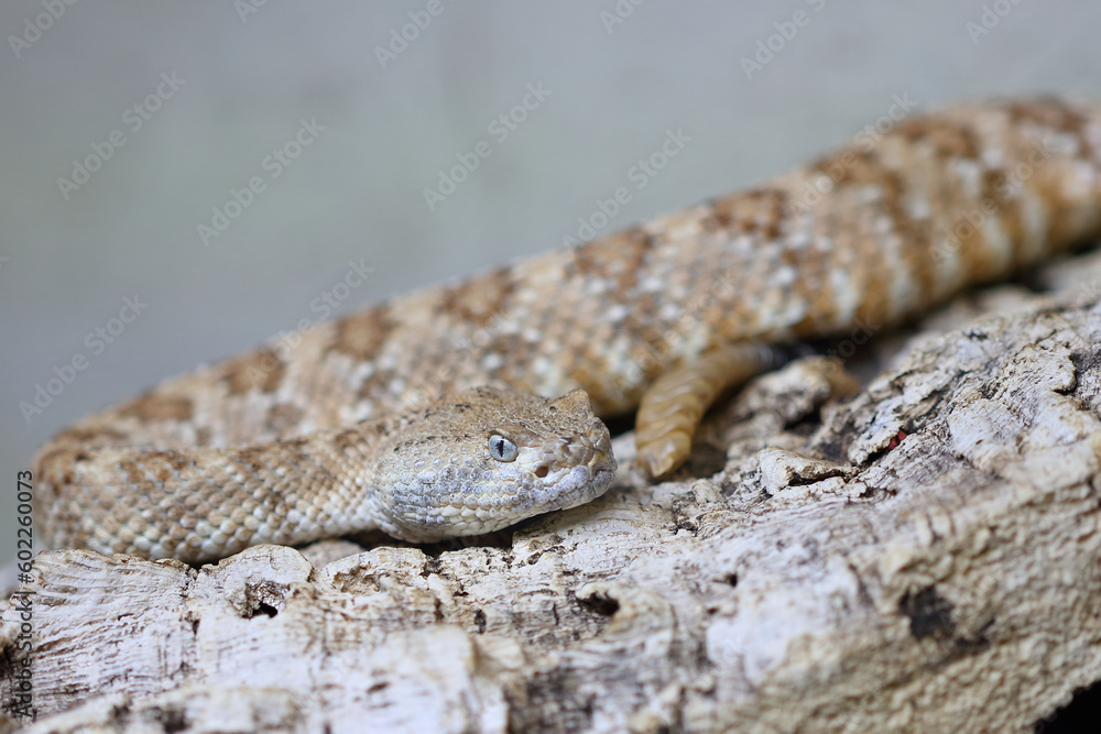 Angel de la Guarda Klapperschlange / Angel de la Guarda Island speckled rattlesnake / Crotalus angelensis Angel de la Guarda Klapperschlange / Angel de la Guarda Island speckled rattlesnake / Crotalus angelensis