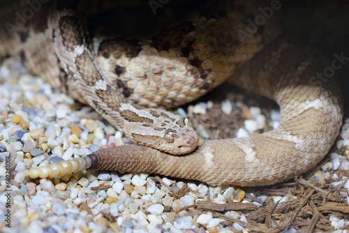 Baja-Klapperschlange / Baja California rattlesnake / Crotalus enyo enyo