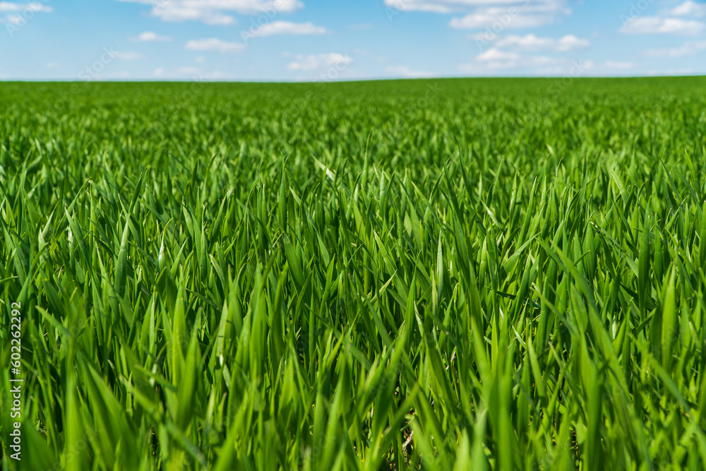 Beautiful green wheat field. Agricultural scene