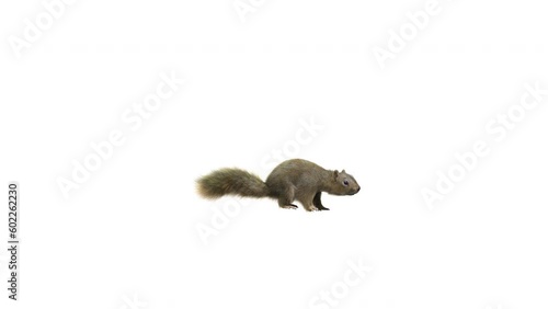 Close up little brown Squirrel with fur side view. 3D Render Side View Squirrel with Fur running pass the Camera isolated on white Background with Alpha channel,  Luma Matte Included. 4K