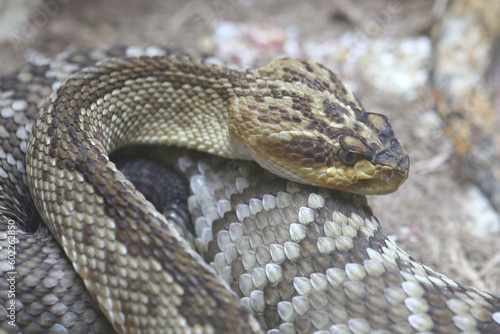 Oaxaca Schwarzschwanz-Klapperschlange / Oaxacan black-tailed rattlesnake  / Crotalus molossus oaxacus photo