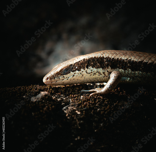 lizard on black background