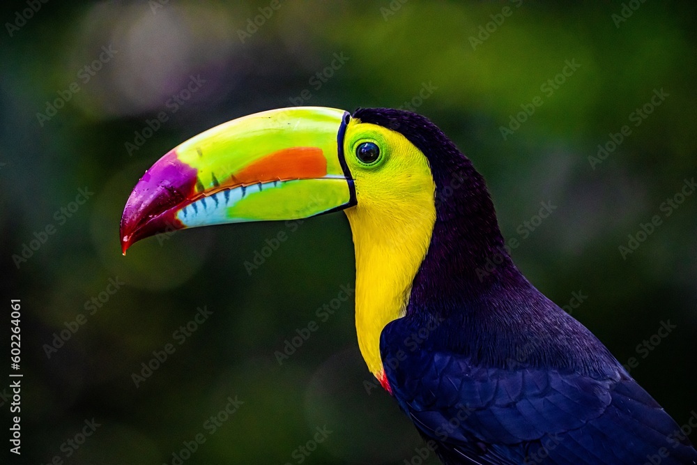 Fototapeta premium Costa Rica