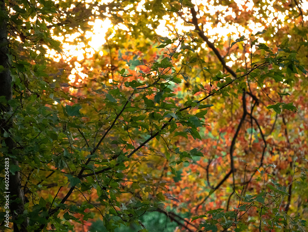 autumn in the forest autumn in the forest