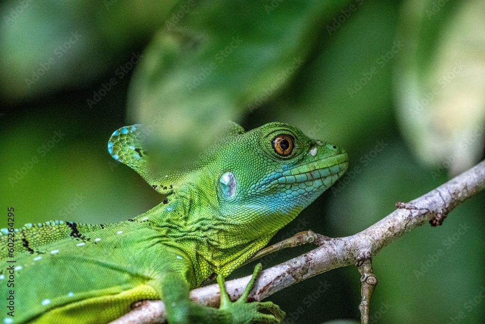 Naklejka premium Costa Rica